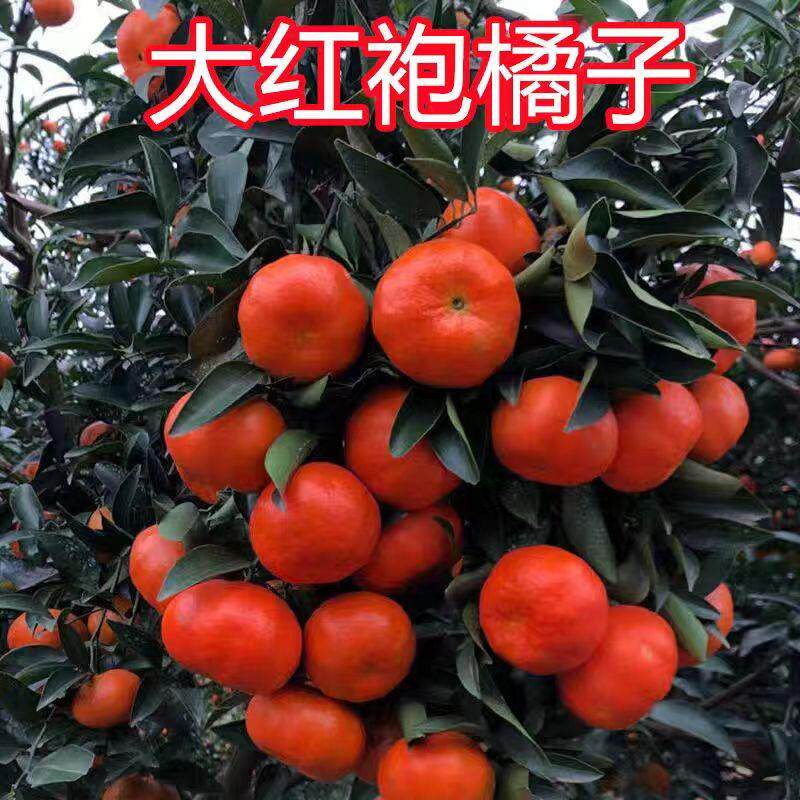 红橘苗万州古红桔川红柑橘苗大红袍橘子苗南方盆栽北方当年结果苗