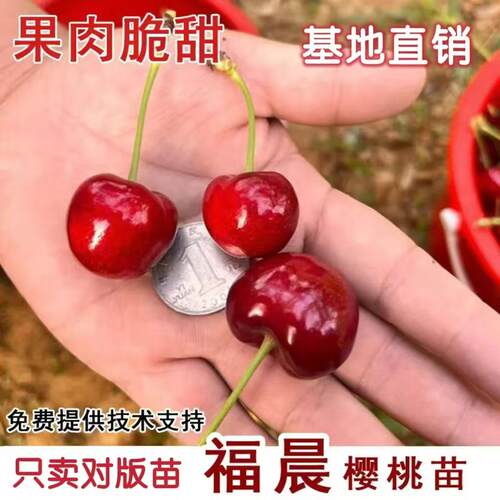 嫁接福晨樱桃苗大樱桃树苗特大果盆栽地栽南方北方庭院当年结果苗