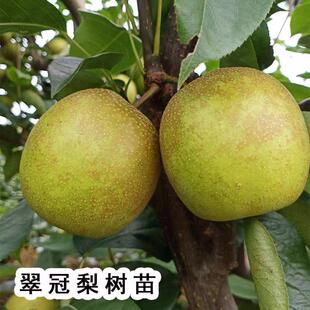 嫁接新品种早熟蜜糖梨苗翠冠梨树苗南北方种植盆栽地栽特大果树苗