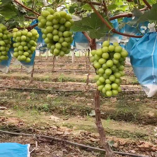大葡萄树苗树形阳光玫瑰夏黑玫瑰香巨峰葡萄苗南北方种植当年结果