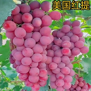 红提葡萄树苗美国无籽红提子葡萄苗南北方种植盆栽地栽当年结果苗
