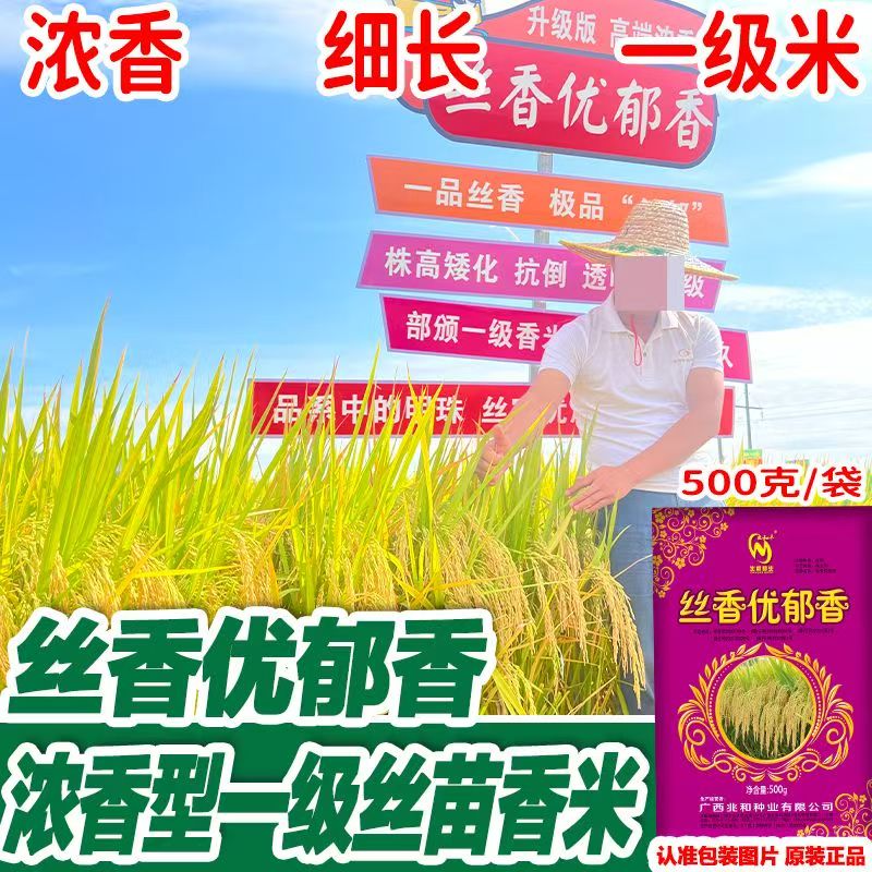 南方优质高产杂交水稻种子香米