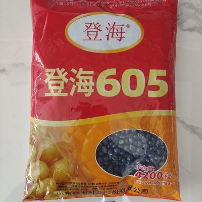 登海605优质高产玉米种子春夏播