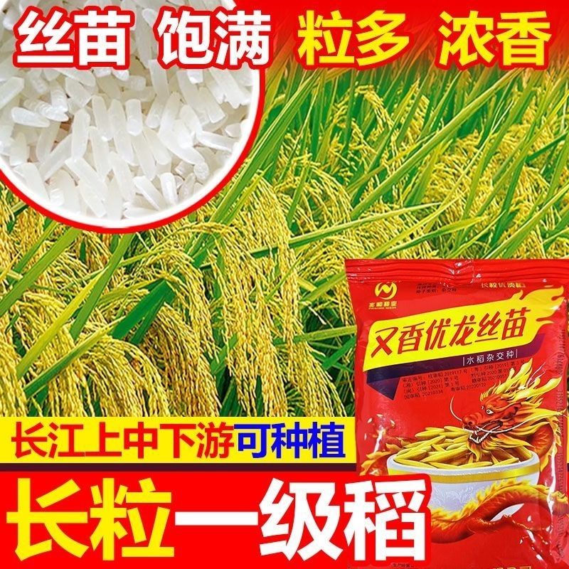 一级长粒香米又香优龙丝苗水稻种