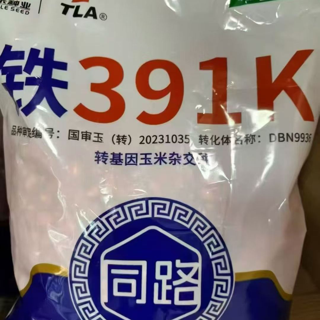 国审铁391K转基因杂交玉米种子超高产抗病虫紫杆大棒矮杆抗倒抗旱