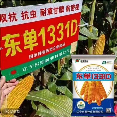 东单1331D转基因玉米种子杂交高产大棒矮杆抗倒国审小钢炮抗虫版
