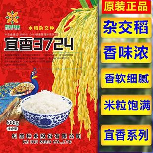 国审宜香3724高产杂交水稻种子云南贵州四川优质香米长粒香稻谷种