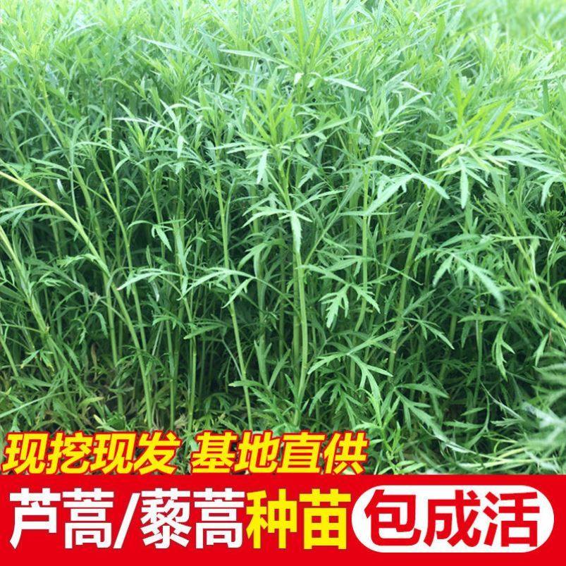 芦蒿种苗藜蒿种子泥蒿根茎蓠蒿根苗黎蒿种籽野生蔬菜苗水芹菜苗根