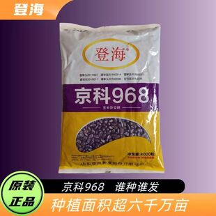 登海京科968杂交高产玉米种子矮杆抗倒大棒南北方春夏播苞谷种籽