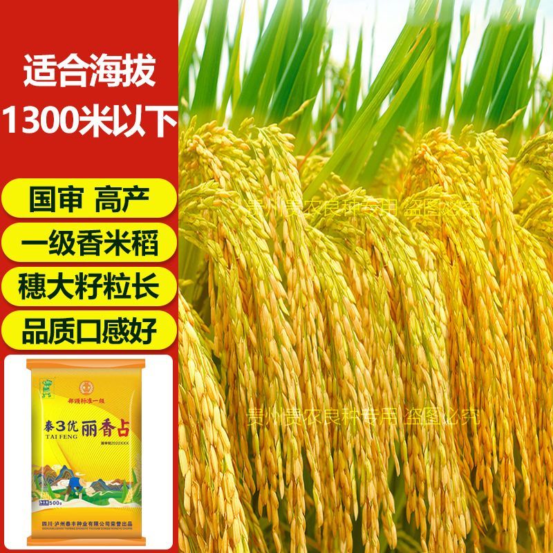 泰3优丽香占水稻种子矮杆抗倒