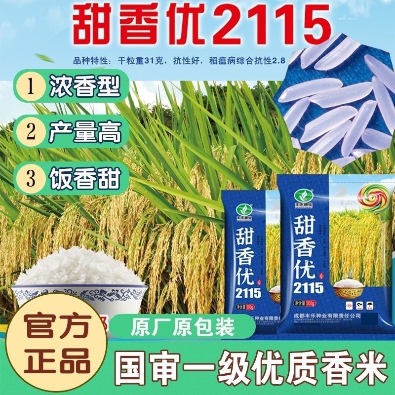 甜香优2115杂交水稻种子高产谷种