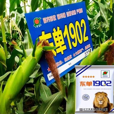 东单1902杂交玉米种高产饲料粮食