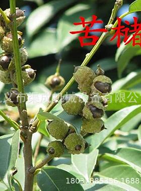 新型苦槠低果子剥壳机 油茶脱粒机子FAM损失率 莲桐籽板栗子果脱