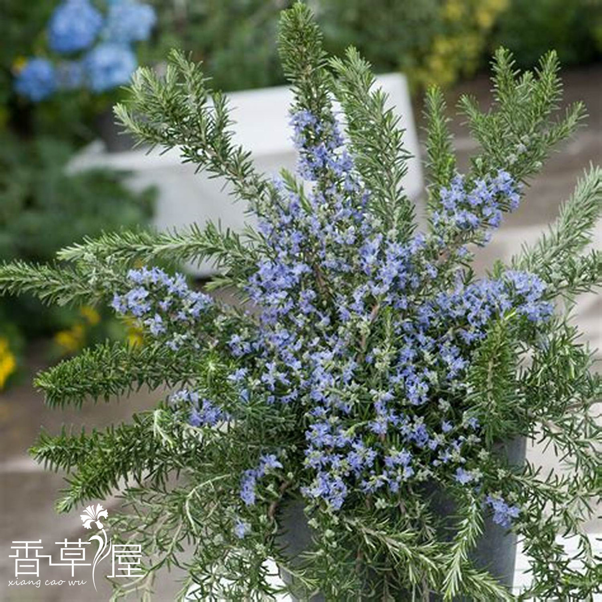 香草屋 匍匐迷迭香 常绿匍匐型灌木 多年生耐寒耐热垂吊植物