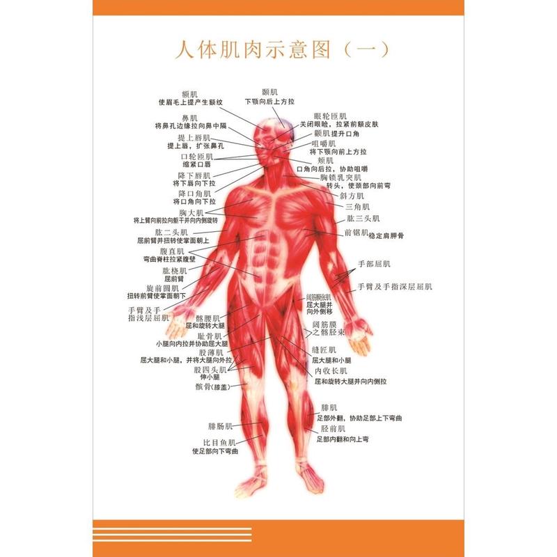 人体肌肉示意图一海报展板人体肌肉示意图二骨科人体骨骼肌示意图
