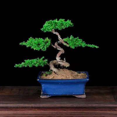 盆栽迎客松盆景地柏柏树盆栽盆景造型真树景观树楼顶庭院阳台