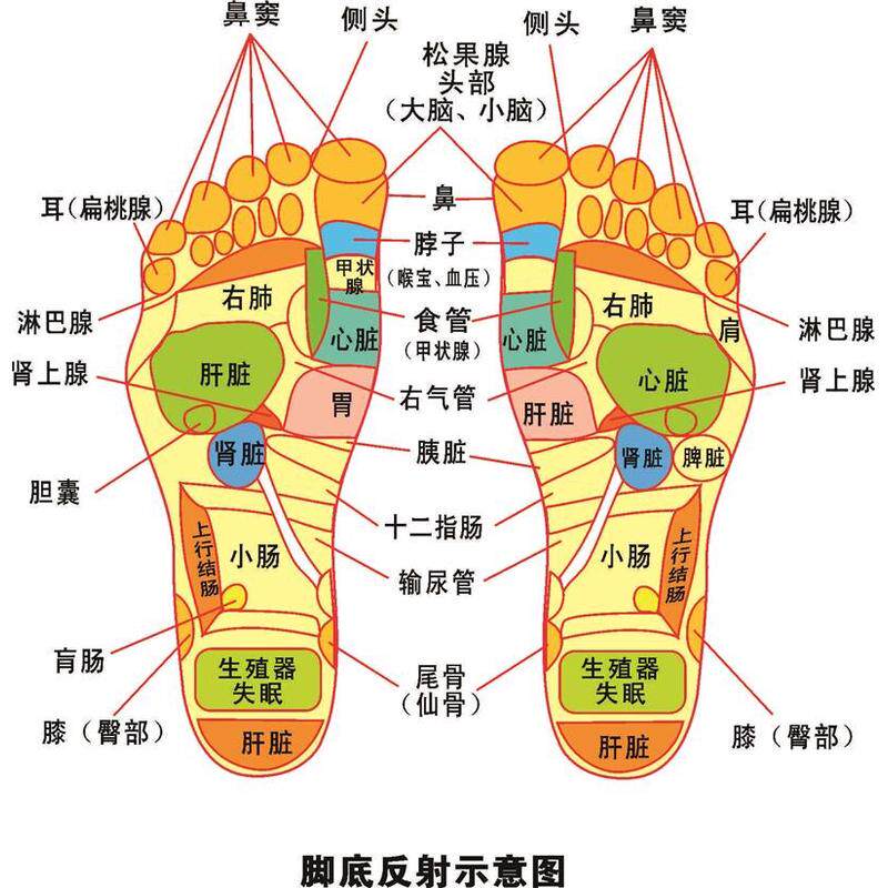 脚底反射示意图海报展板人体足部穴位图足部反射区示意图挂图