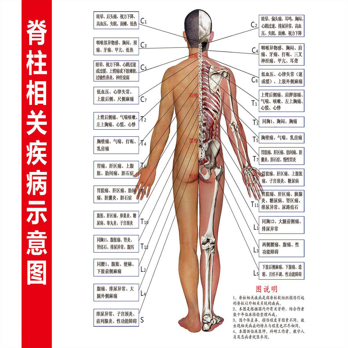 人体骨骼图大挂图器官示意图内脏结构图人体肌肉解剖图海报大全