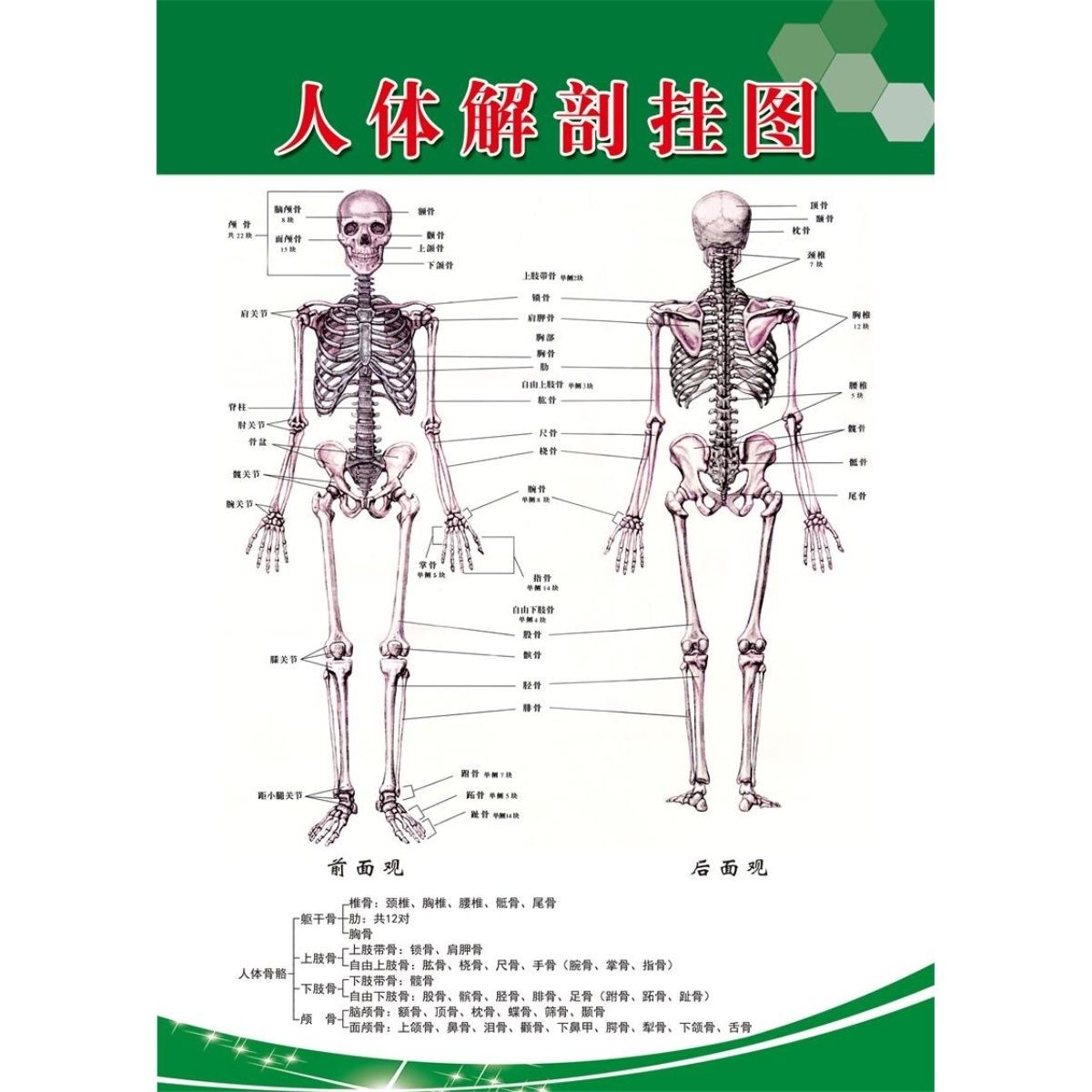 人体解剖挂图 贴纸 人体骨骼结构挂图 展板 脊椎养生技术 海报
