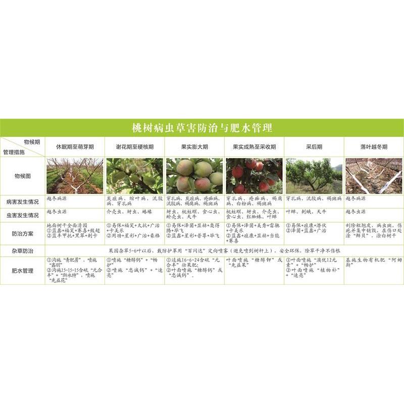桃树病虫草害防治与肥水管理海报展板苹果树病虫害防治指南挂图