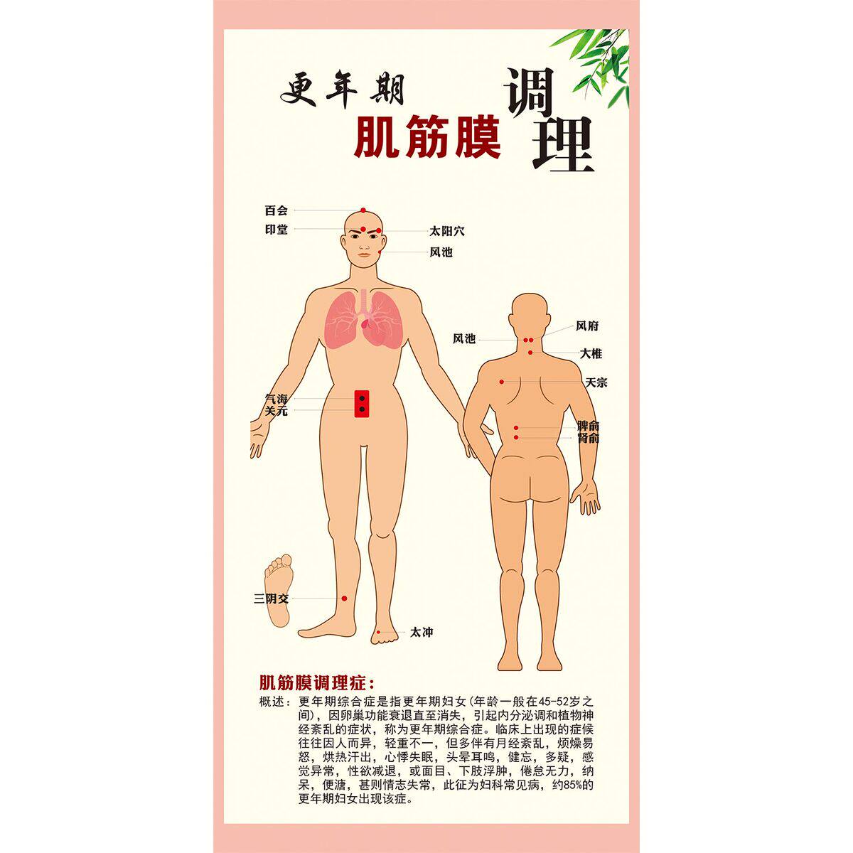 定制图肌筋膜链与激痛点原发痛传导痛意大利FM筋膜手法神经卡压图