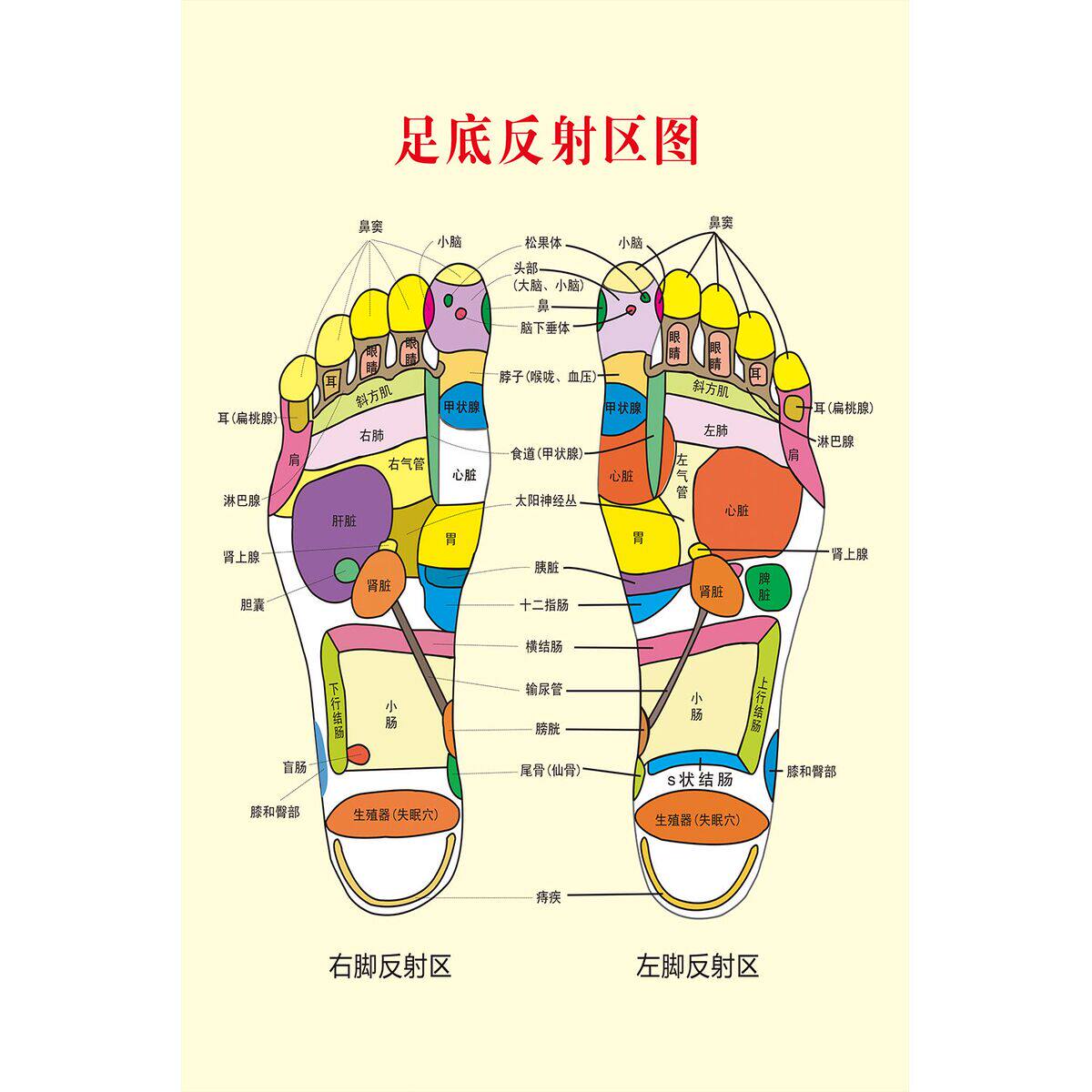 足部反射区墙贴纸足脚底按摩保健足疗足浴人体经络穴位图海报
