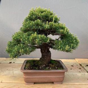 迎客松盆景真树罗汉松盆景老桩地柏盆景真松树盆景松柏盆景五针松