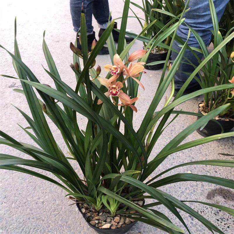 供应永福福建花卉：花卉四季兰花批发种植基地