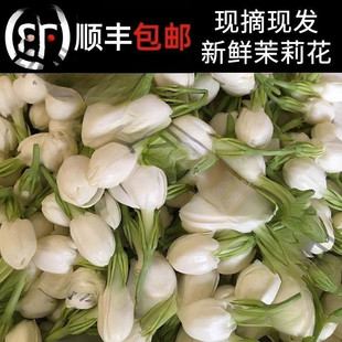 广西新鲜茉莉花茉莉鲜花花朵手串手环新鲜花苞摆摊鲜花