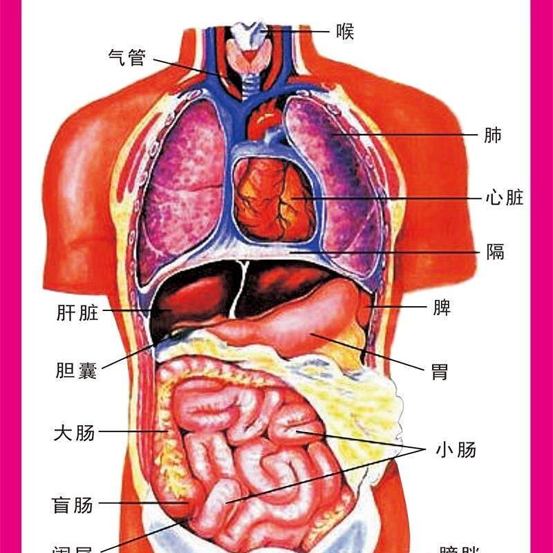 人体内脏解剖系统示意图医学宣传挂图人体器官消化系统结构图海报