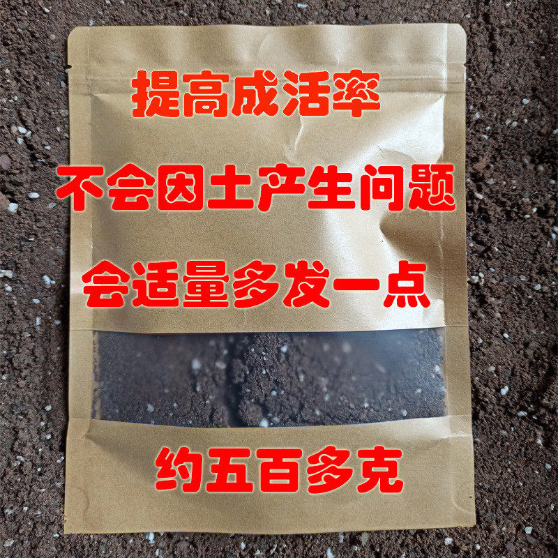 卷柏小盆栽盆景假山吸水石造景绿植物花卉好养室内九死还魂草