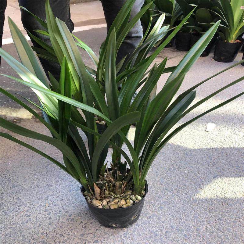 供应：福建花卉兰花花卉四季永福批发种植基地,鲜花速递/花卉仿真/绿植园艺,国兰/杂交兰/洋兰类,淘宝优惠券,粉丝福利购,淘宝优惠卷