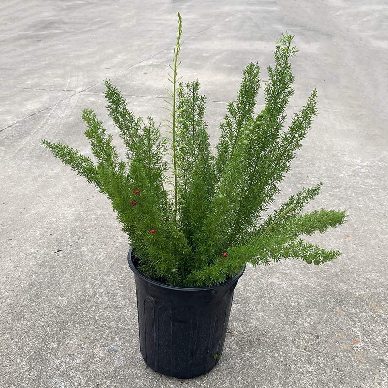 狐尾天门冬盆栽花苗四季常青观叶植物阴阳台室内花卉耐庭院绿植