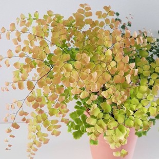 柔情铁线蕨 盆栽 生态雨林缸造景蕨类植物室内桌面耐阴