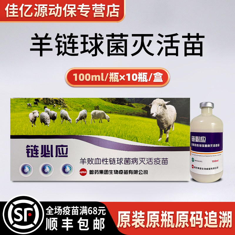 羊疫苗 链必应 羊用绵羊山 羊败血性链球菌病灭活疫苗 下颚肿