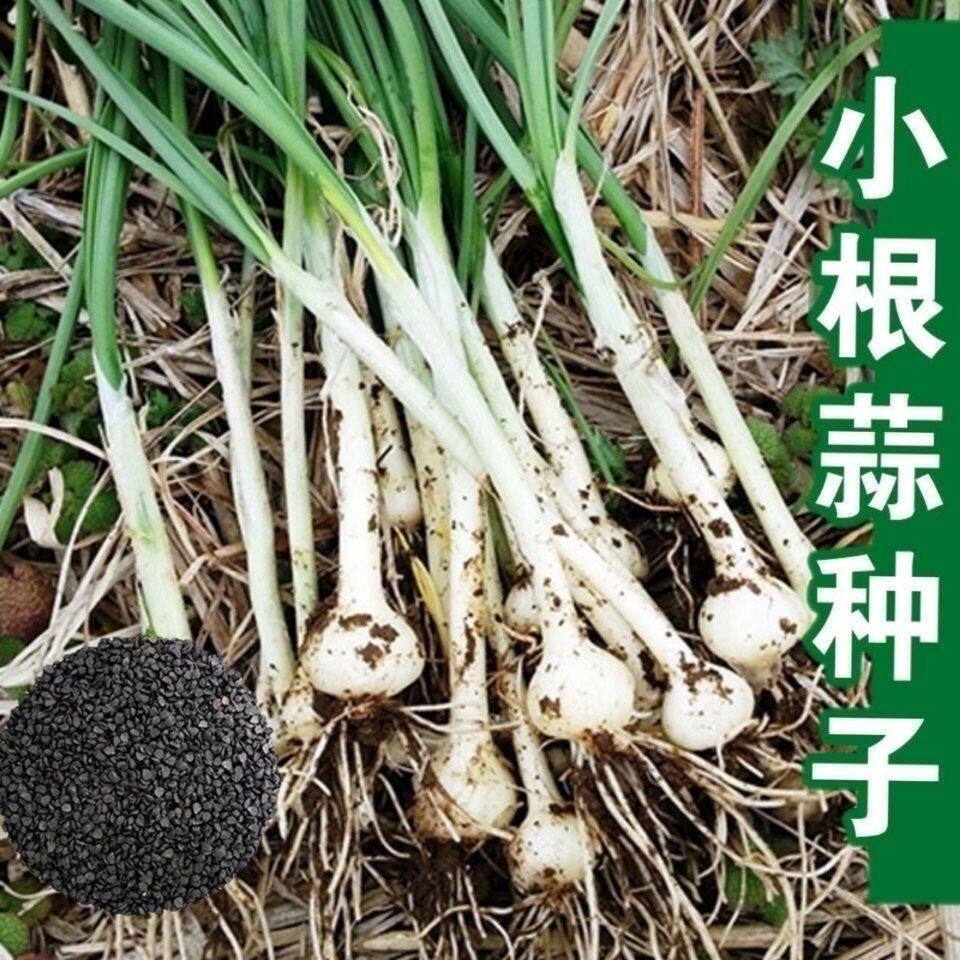 小根蒜种子小蒜籽野葱薤白种子新鲜绿色蔬菜种子