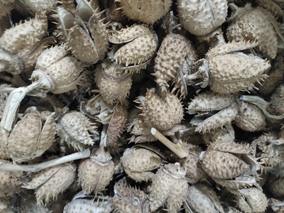中药材曼陀罗壳天茄胡茄风茄果曼陀罗壳臭麻子500克泡酒外用