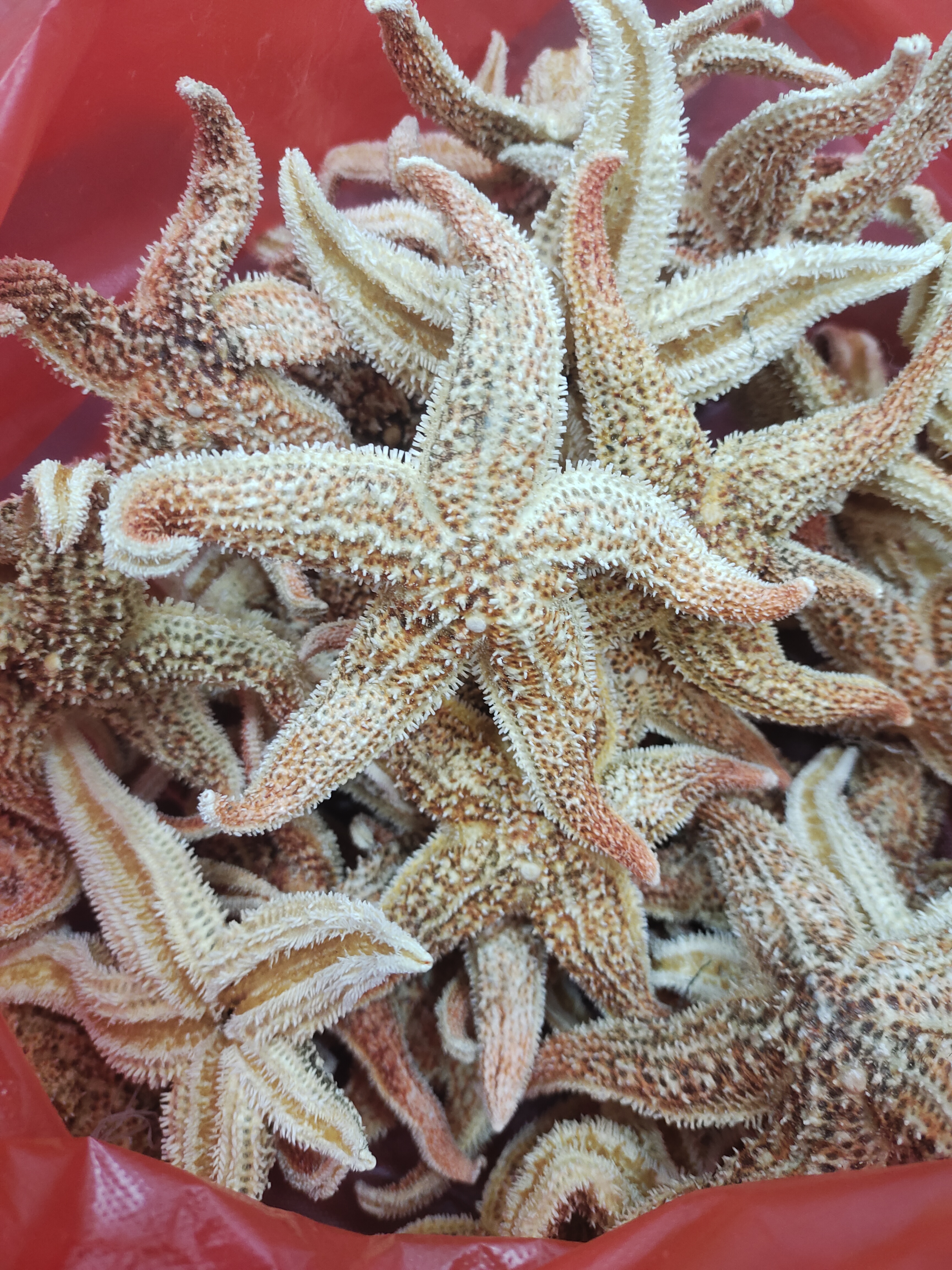 泡酒海星海五星海星干中药材货滋补煲汤泡酒料新鲜纯天然大海星