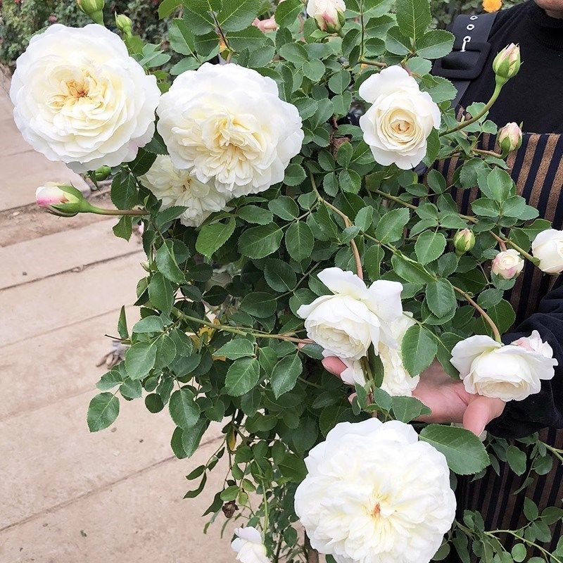 柴可夫斯基爬藤月季母本大苗庭z院多季蔷薇花苗藤本大花玫瑰花地,鲜花速递/花卉仿真/绿植园艺,月季/蔷薇/玫瑰,淘宝优惠券,粉丝福利购,淘宝优惠卷