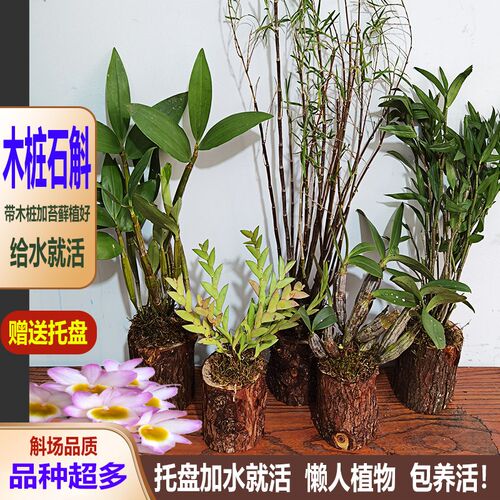 兰花石斛苗d木桩植好造型盆景旺宅植物稀有小众花卉花漂亮懒人植