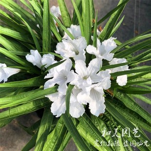 翠卢莉 粉花翠芦莉盆栽蓝花草 墨D西哥矮牵牛多年生宿根耐热花期