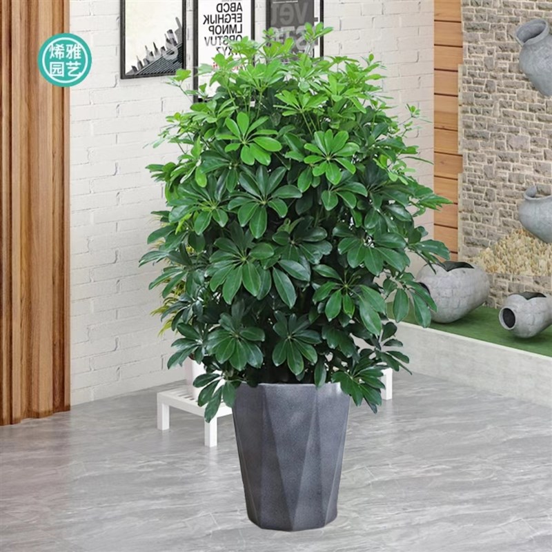 七叶莲水培盆栽树m植物八方来财鸭脚木室内绿植花卉发财树水养