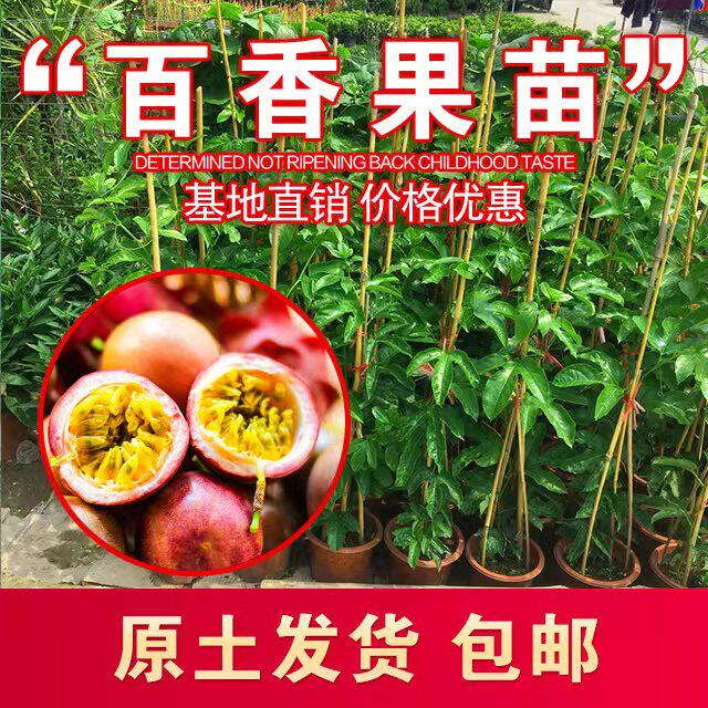 百香果树果苗带果发货爬藤植物A盆栽庭院四季结果鸡蛋果苗紫香果图片
