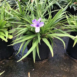 翠卢莉 矮生翠芦莉盆栽蓝花草 墨西哥矮牵牛多Q年生宿根耐热花期