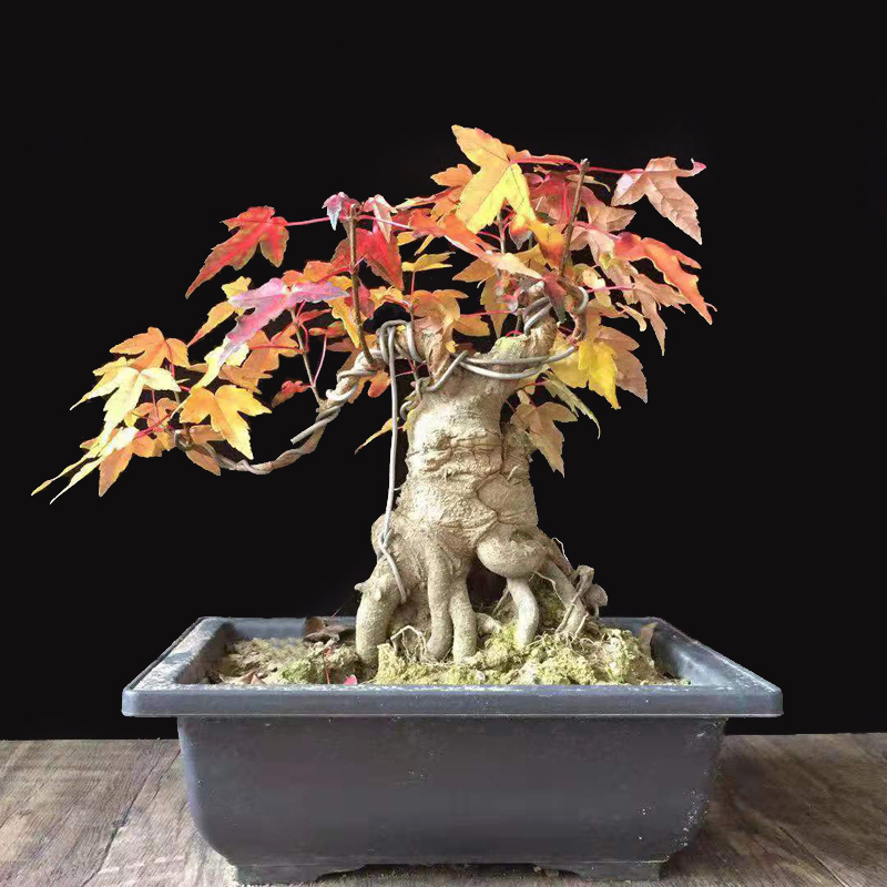 小叶红芽三角枫树桩枫树盆景G 已长叶子 带土球发货