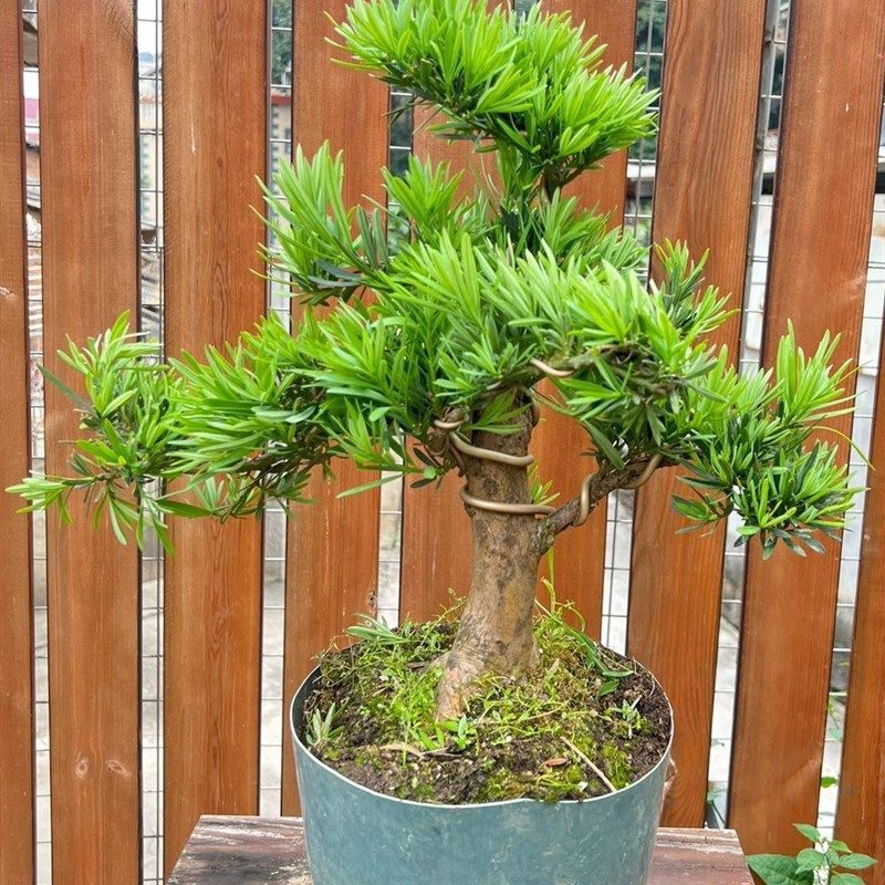 罗汉松老桩大型盆景造型树迎客松室内盆栽绿植雀舌罗W汉松球形盆,鲜花速递/花卉仿真/绿植园艺,红掌/凤梨/温室花卉,淘宝优惠券,粉丝福利购,淘宝优惠卷