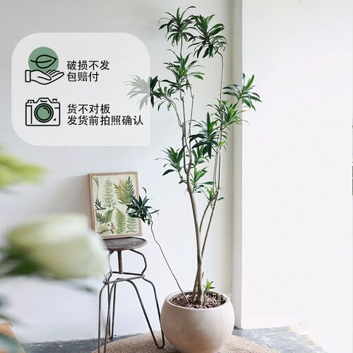 金心百合竹盆栽造型室内客v厅大型绿植净化空气办公室好养落地植