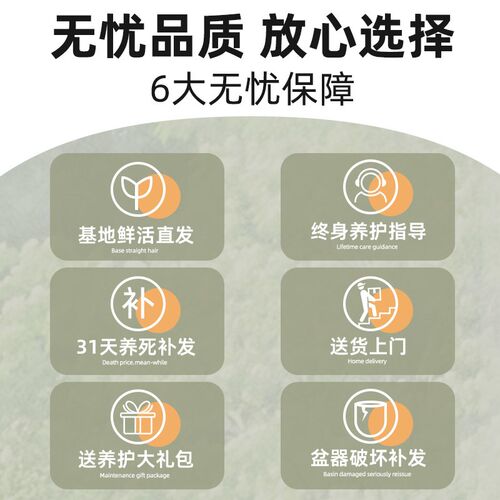 雪茄竹芋盆栽室内客厅大型绿植大叶植物高级感办公U室家庭新房造