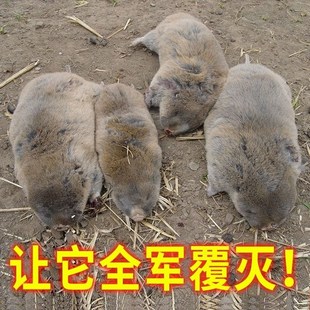 熏鼢鼠药片c灭哈哈瞎老田鼠地排子地爬子哈老药地下哈哈瞎老鼠药