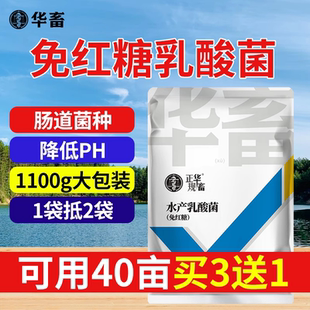 华畜乳酸菌水产养殖专用浓缩发酵菌种诱食剂鱼虾蟹池塘调水降ph值